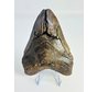 Megalodon tooth ''Fallen Titan'' (USA) -  11,7cm