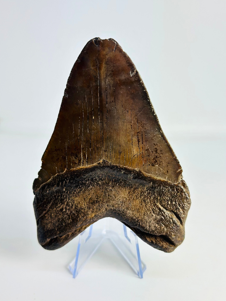 Megalodon tand ''Fallen Titan'' (VS) - 11,7cm