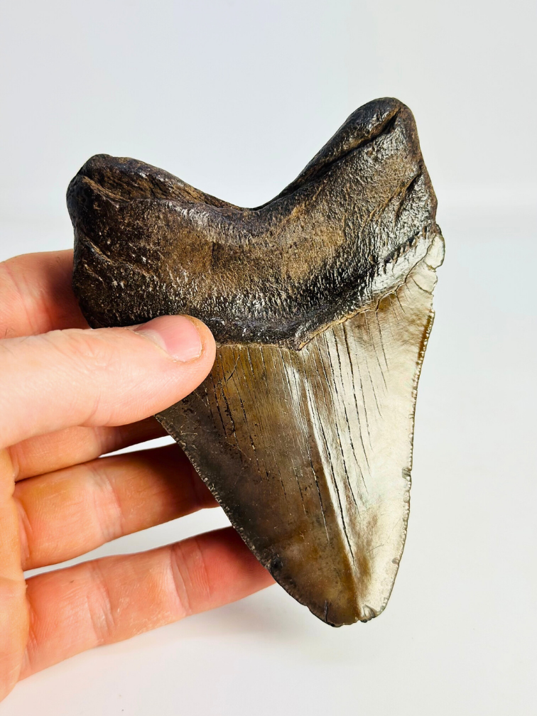 Megalodon tand ''Fallen Titan'' (VS) - 11,7cm