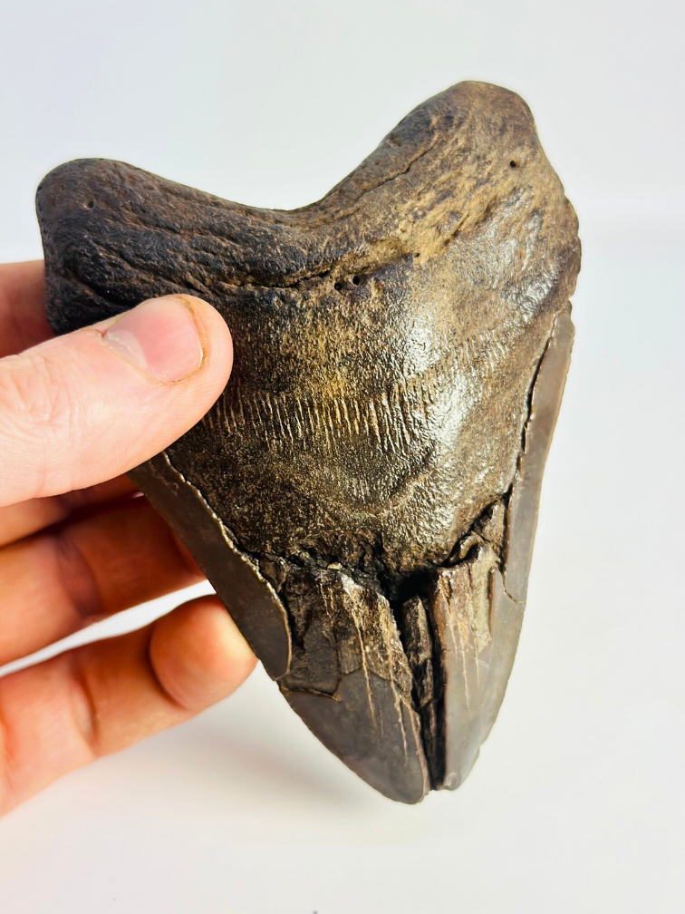 Megalodon tand ''Fallen Titan'' (VS) - 11,7cm