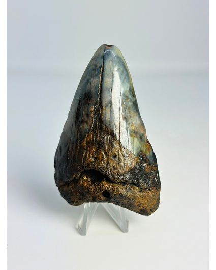 Megalodon-Zahn ''Soul of the Powerful'' (US) - 8,7 cm