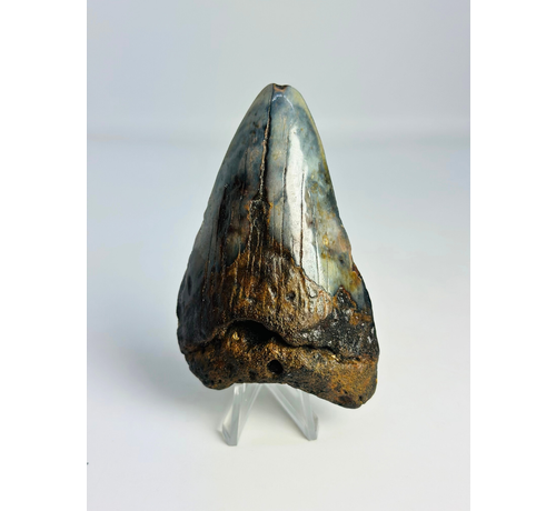 Diente de Megalodon ''Soul of the Powerful'' (US) - 8,7 cm