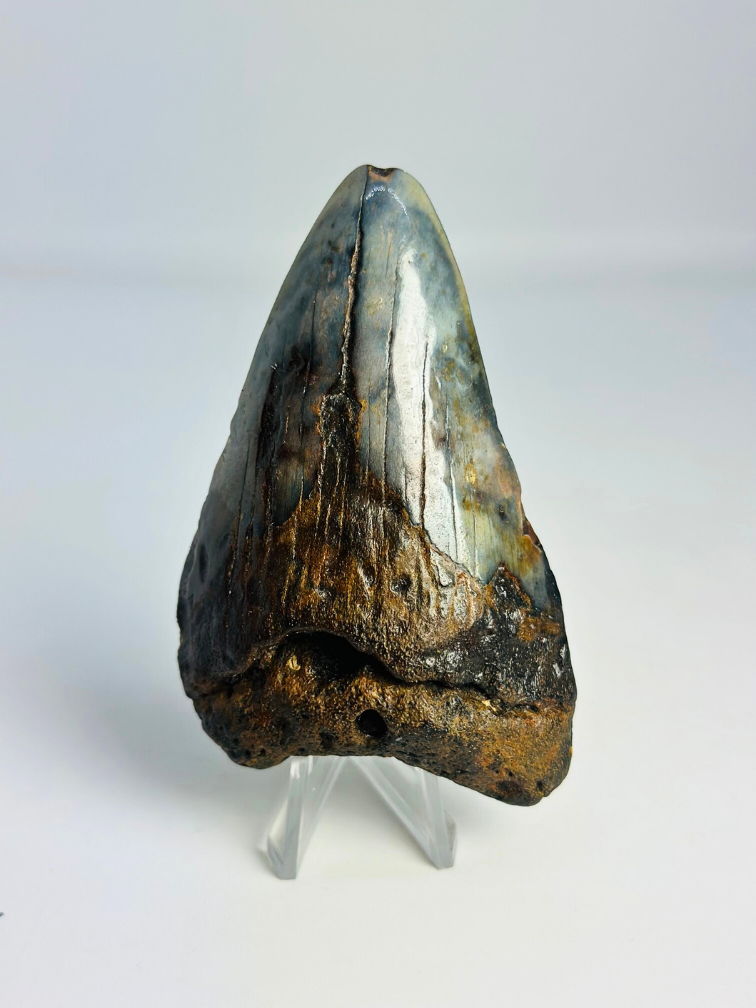 Megalodon-Zahn ''Soul of the Powerful'' (US) - 8,7 cm