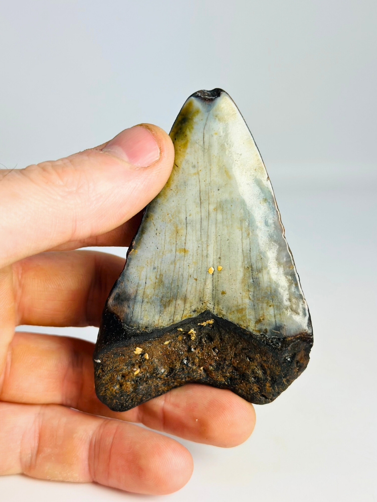 Megalodon tooth ''Soul of the Powerful'' (US) - 8,7 cm
