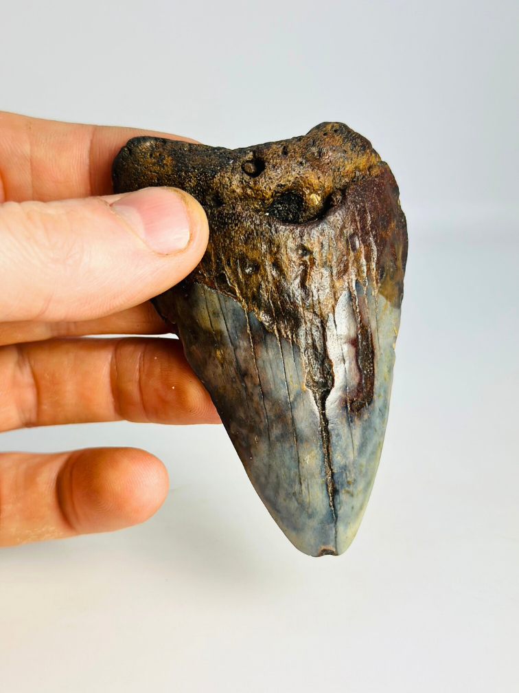 Megalodon-Zahn ''Soul of the Powerful'' (US) - 8,7 cm