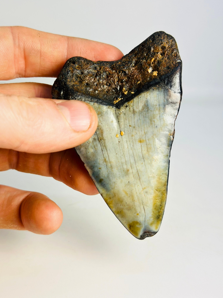 Diente de Megalodon ''Soul of the Powerful'' (US) - 8,7 cm