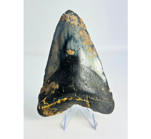 Megalodon Tooth "Undiscovered Diamond" (US) - 12,9 cm
