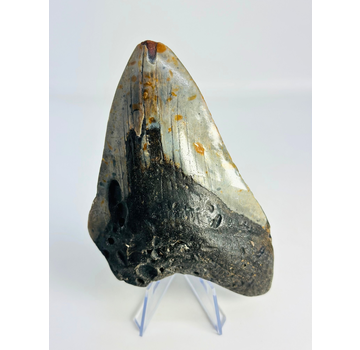 Dente di megalodonte ''Time Collapse'' (USA) - 13,1 cm