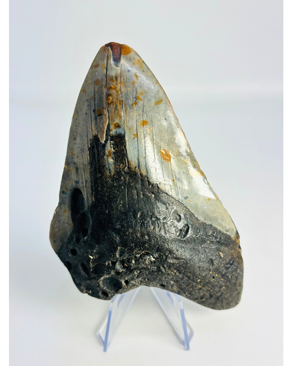 Dente di megalodonte ''Time Collapse'' (USA) - 13,1 cm