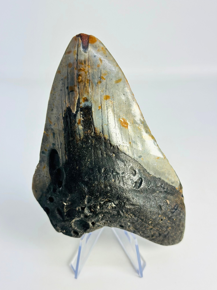 Megalodon tand ''Time Collapse'' (VS) - 13,1 cm