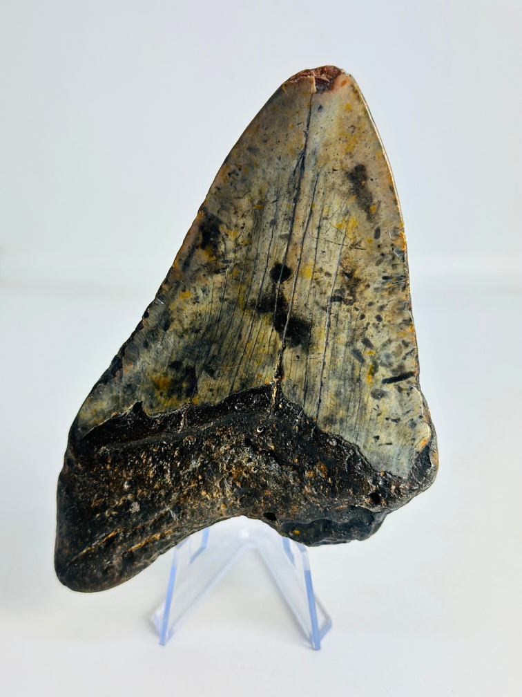 Megalodon tand ''Time Collapse'' (VS) - 13,1 cm