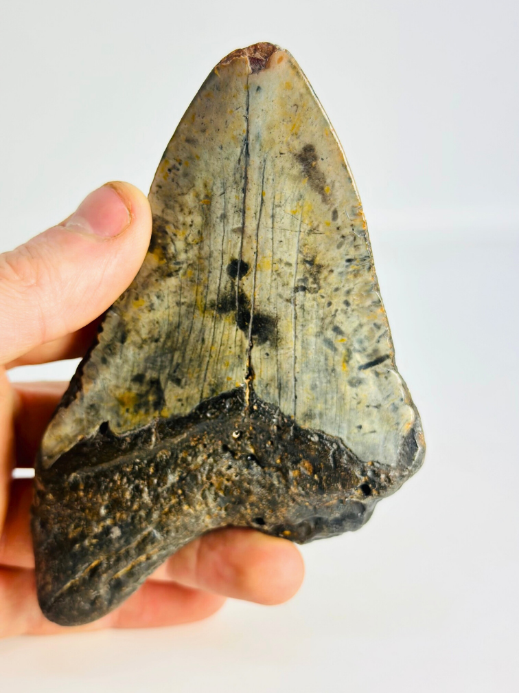 Megalodon tand ''Time Collapse'' (VS) - 13,1 cm