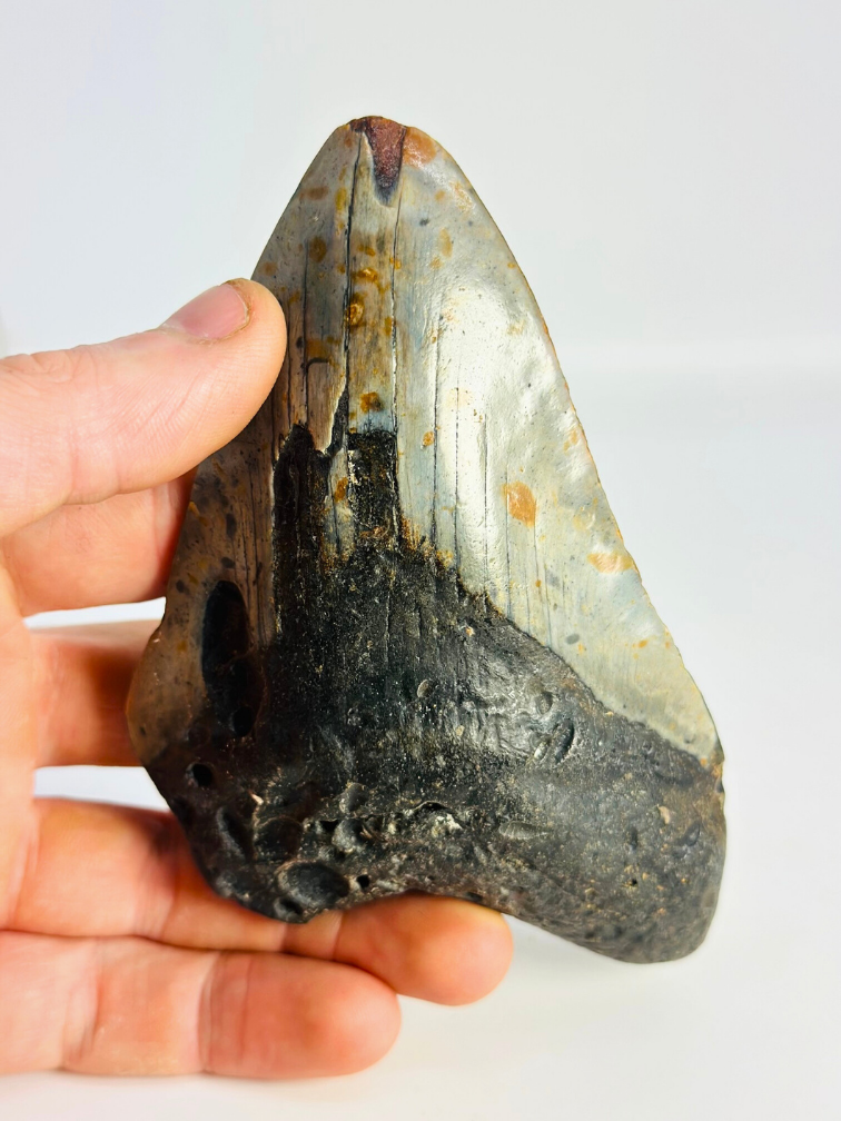 Megalodon tand ''Time Collapse'' (VS) - 13,1 cm