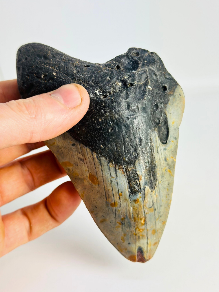 Megalodon tand ''Time Collapse'' (VS) - 13,1 cm