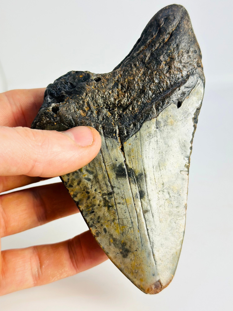 Megalodon tand ''Time Collapse'' (VS) - 13,1 cm