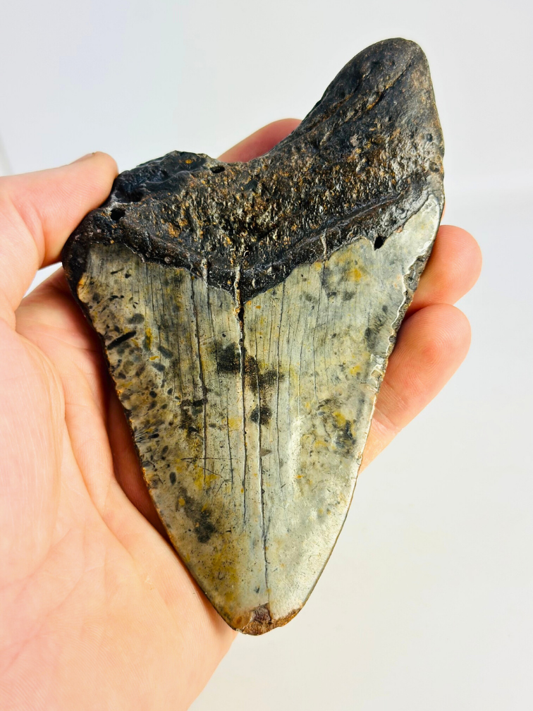 Megalodon tand ''Time Collapse'' (VS) - 13,1 cm