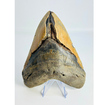 Megalodon-Zahn "The Indestructible" (US) - 13,6 cm