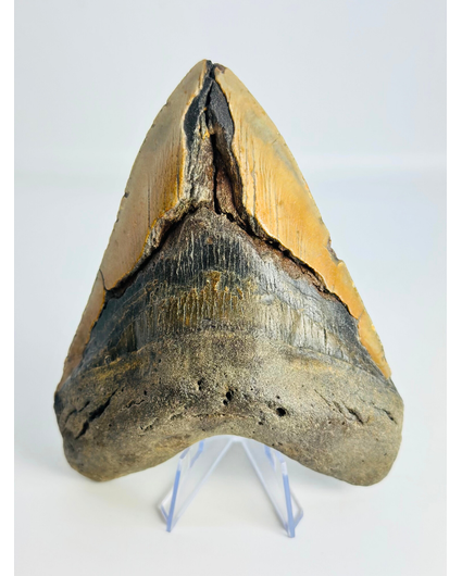 Diente de Megalodon "The Indestructible" (US) - 13,6 cm