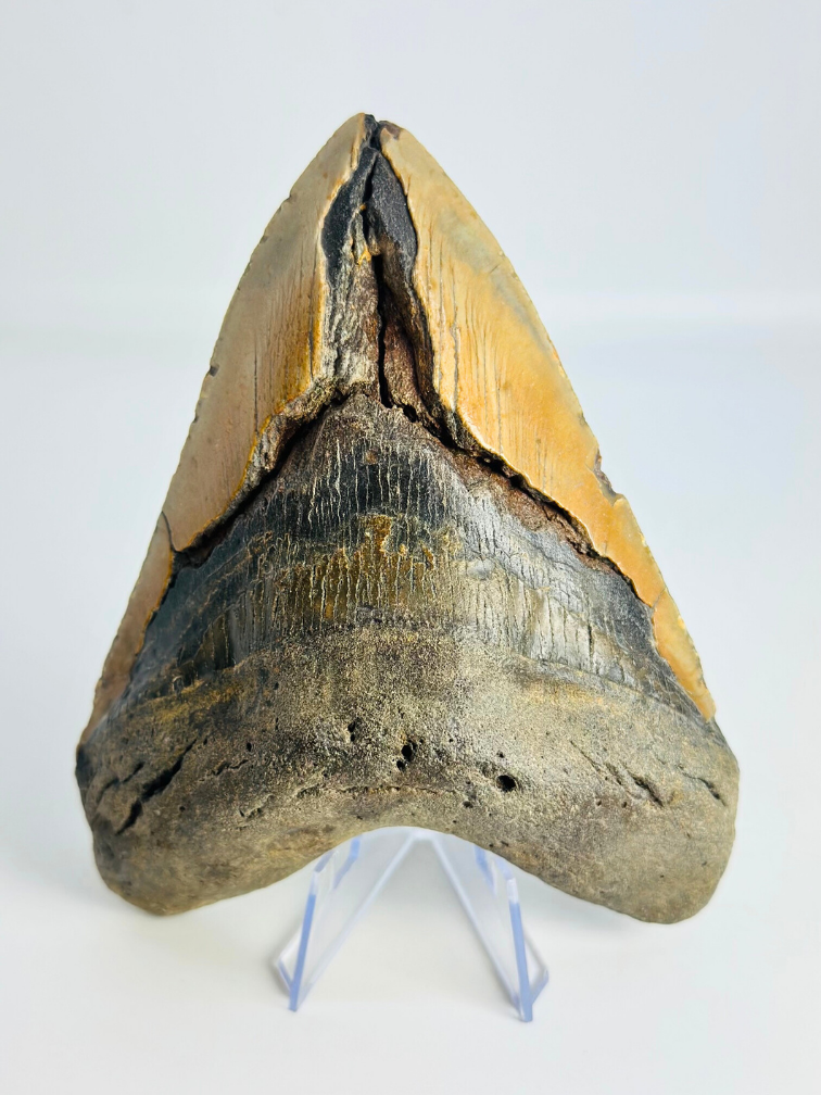 Megalodon-Zahn "The Indestructible" (US) - 13,6 cm