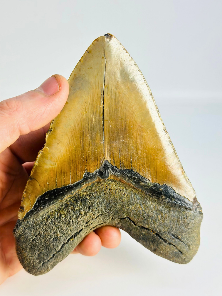 Megalodon tooth "The Indestructible" (US) - 13,6 cm