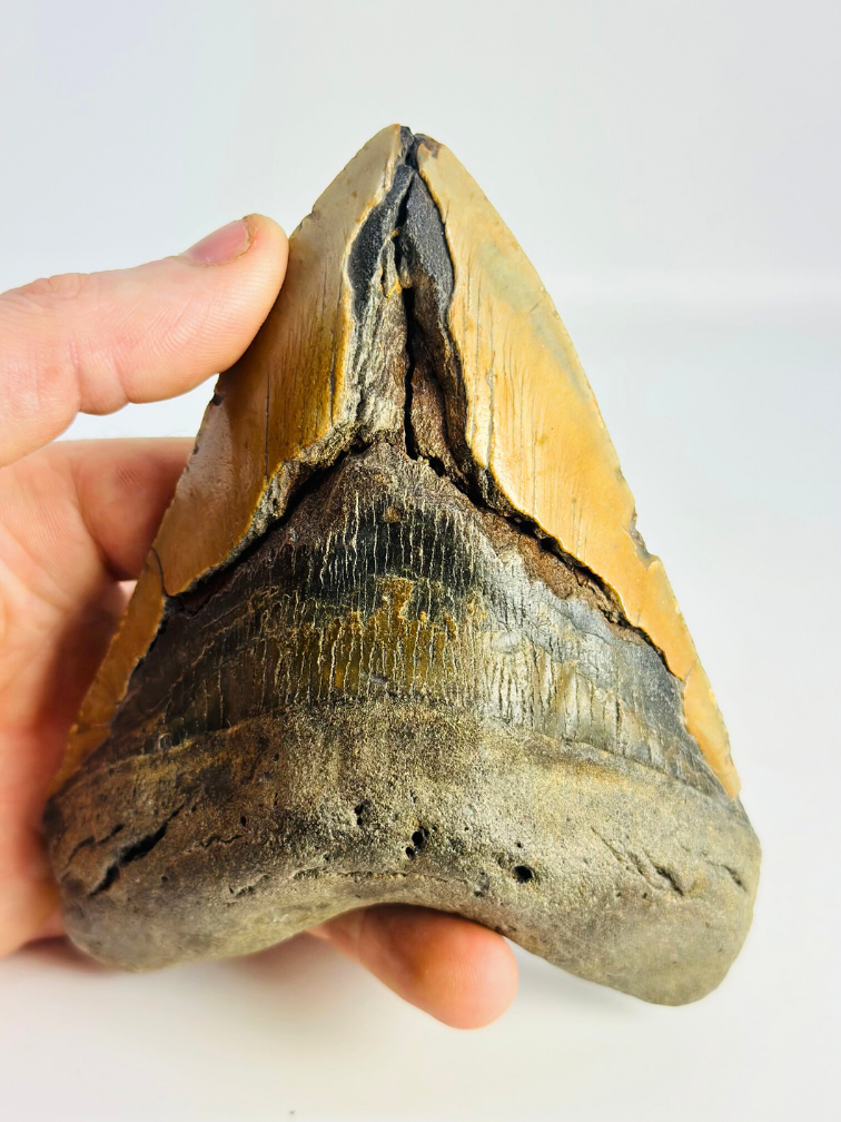 Megalodon-Zahn "The Indestructible" (US) - 13,6 cm