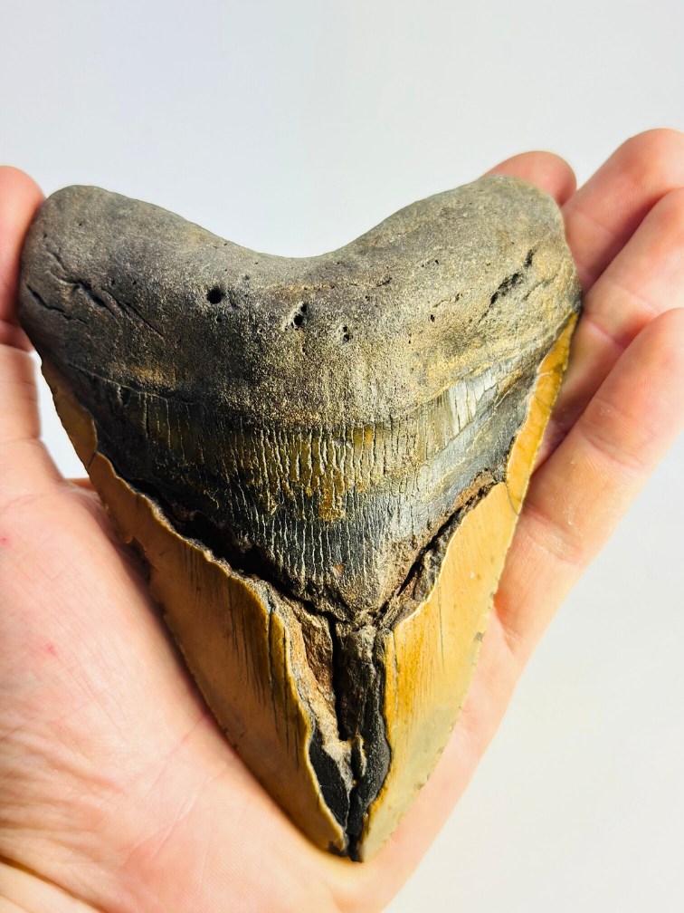 Megalodon-Zahn "The Indestructible" (US) - 13,6 cm