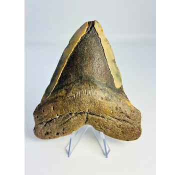 Dente di Megalodon 'The Mutant' (USA) - 12,7 cm