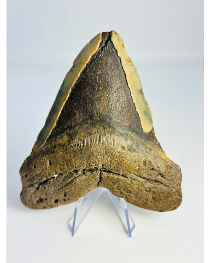 Megalodon tand 'The Mutant' (VS) - 12,7 cm