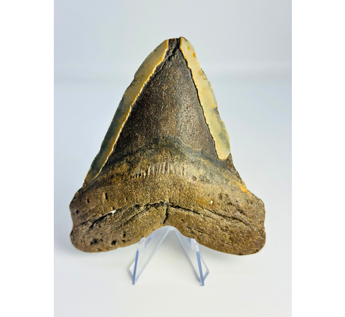 Megalodon-Zahn 'The Mutant' (US) - 12,7 cm