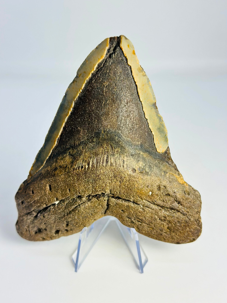 Dente di Megalodon 'The Mutant' (USA) - 12,7 cm
