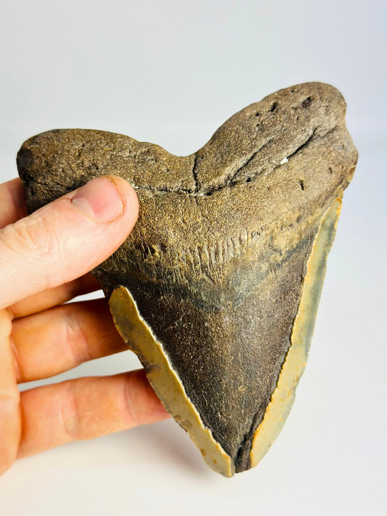 Megalodon tooth 'The Mutant' (US) - 12.7 cm