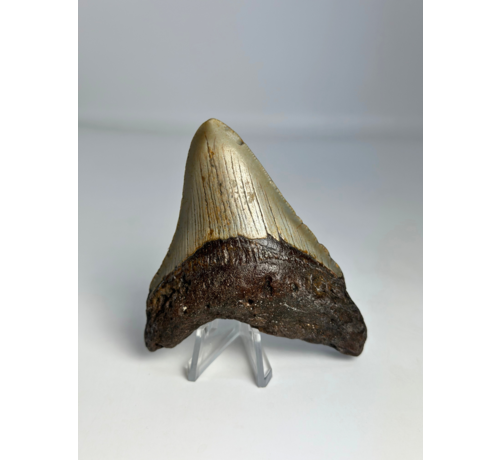 Megalodon Tand "The Grey Dragon" (VS) - 8,7 cm