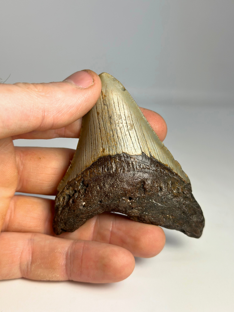 Megalodon Tand "The Grey Dragon" (VS) - 8,7 cm