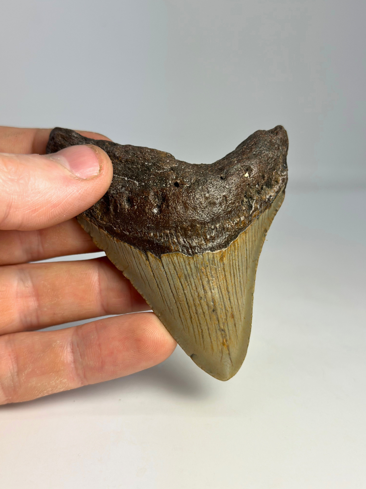 Diente de megalodón "The Grey Dragon" (US) - 8,7 cm