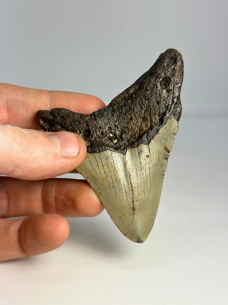 Megalodon Tand "The Grey Dragon" (VS) - 8,7 cm