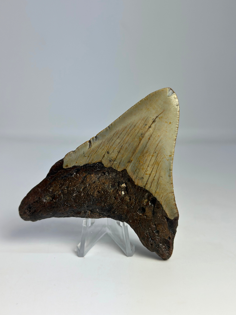 Megalodon Tand "The Grey Dragon" (VS) - 8,7 cm