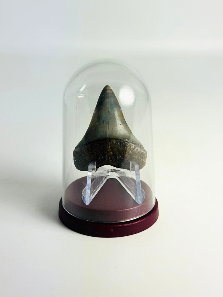 Shark Tooth "Aquamarine" | 4,0 cm