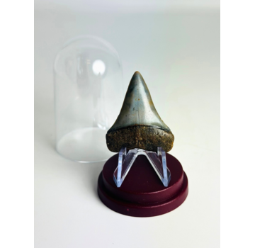 Hai-Zahn "Aquamarine" | 4,0 cm