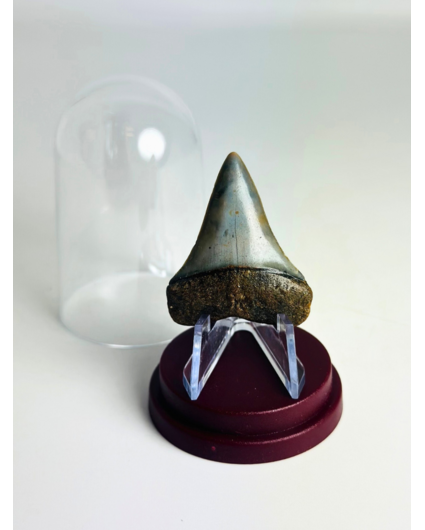 Diente de Tiburón "Aquamarine" | 4,0 cm