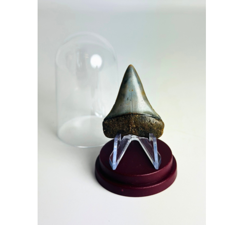 Dent de Requin "Aquamarine" | 4,0 cm