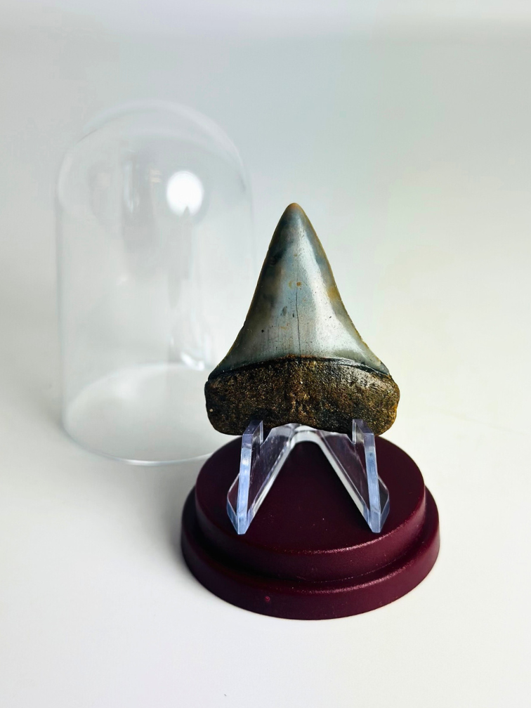 Diente de Tiburón "Aquamarine" | 4,0 cm