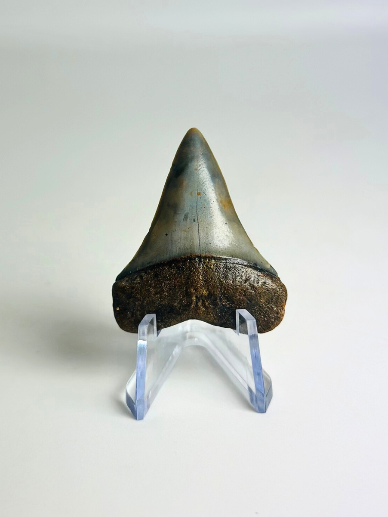 Diente de Tiburón "Aquamarine" | 4,0 cm