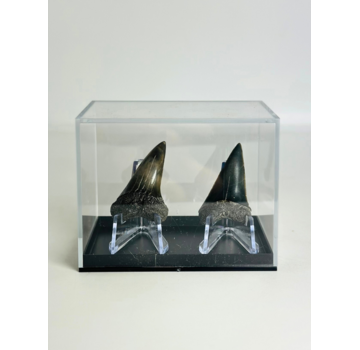 Cadeautip Haaientanden in cadeaubox "Fear Couple" | 4,1 cm