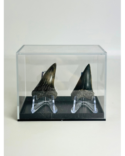 Dents de requin "Fear Couple" | 4,1 cm