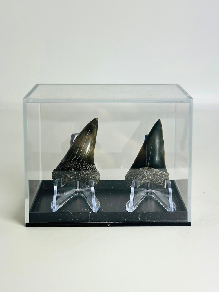 Shark teeth "Fear Couple" | 4,1 cm