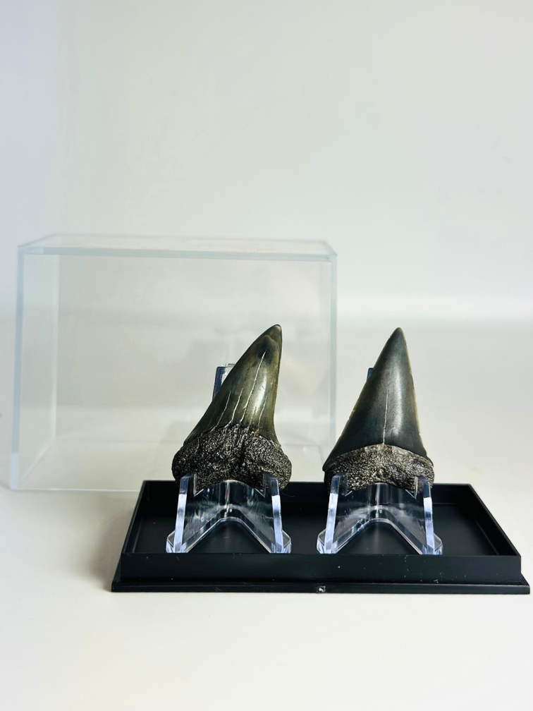 Shark teeth "Fear Couple" | 4,1 cm