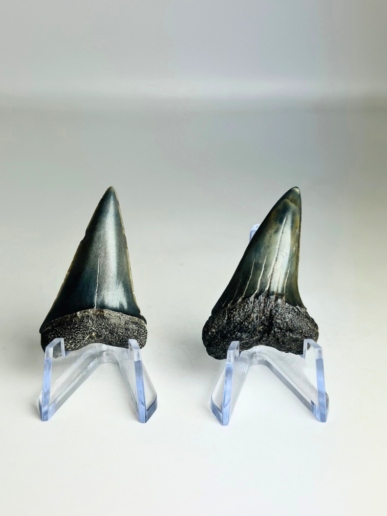 Dents de requin "Fear Couple" | 4,1 cm