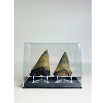 Haifischzähne "Dragon Teeth" | 4,6 cm en 5,0 cm