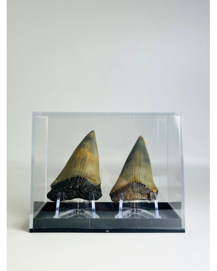 Cadeautip Haaientanden in cadeaubox "Dragon Teeth" | 4,6 cm en 5,0 cm