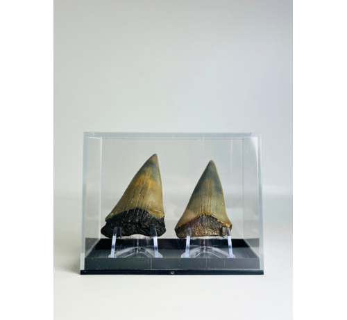 Cadeautip Haaientanden in cadeaubox "Dragon Teeth" | 4,6 cm en 5,0 cm